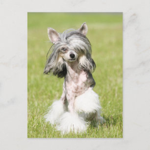 Sheeba Pointing Briefkaart