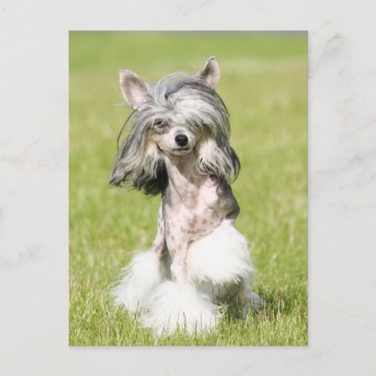 Sheeba Pointing Briefkaart (Voorkant)