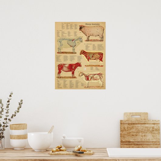 Sheep Anatomy Atlas Chart Poster (Keuken)