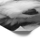 Sheep Dog Photo Poster Print (Hoek)