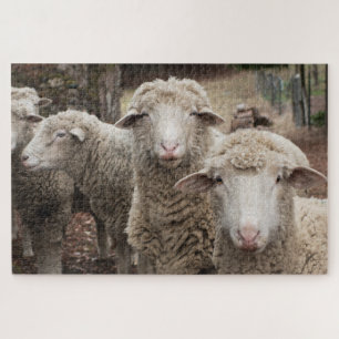 Sheep Friends Legpuzzel