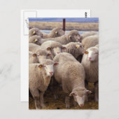 Sheep Herd Briefkaart (Voorkant / Achterkant)