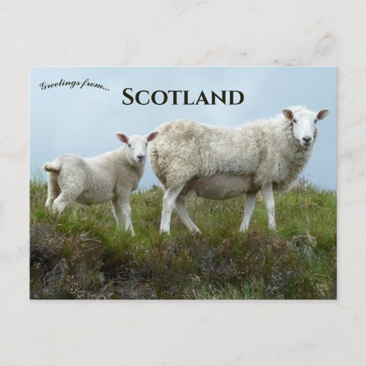Sheep in Isle of Skye Scotland Briefkaart (Voorkant)