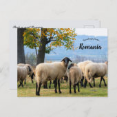 Sheep in Rural Romania Briefkaart (Voorkant / Achterkant)