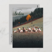 Sheep in Siberia on a Mountainside on a Cloudy Day Briefkaart (Voorkant / Achterkant)