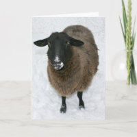 Sheep in snow