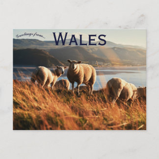 Sheep in Wales Briefkaart