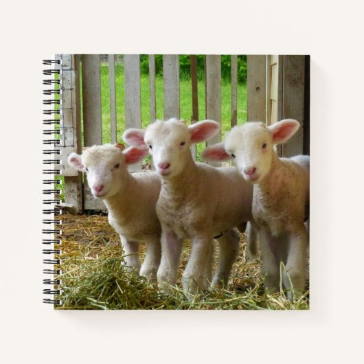 Sheep-laptop Notitieboek (Voorkant)