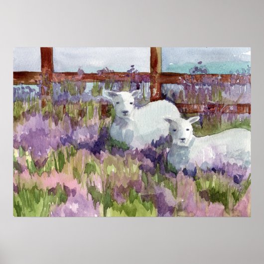 Sheep Lavender Fields Boerderij Animal Lambs Poster (Voorkant)