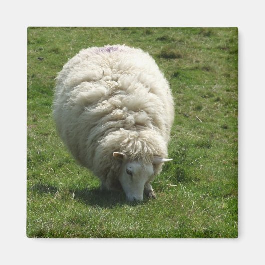 Sheep Magnet Magneet (Voorkant)