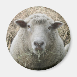 Sheep Magnet Magneet