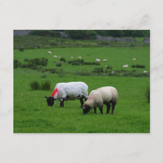 Sheep Near Deerpark Ierland Briefkaart