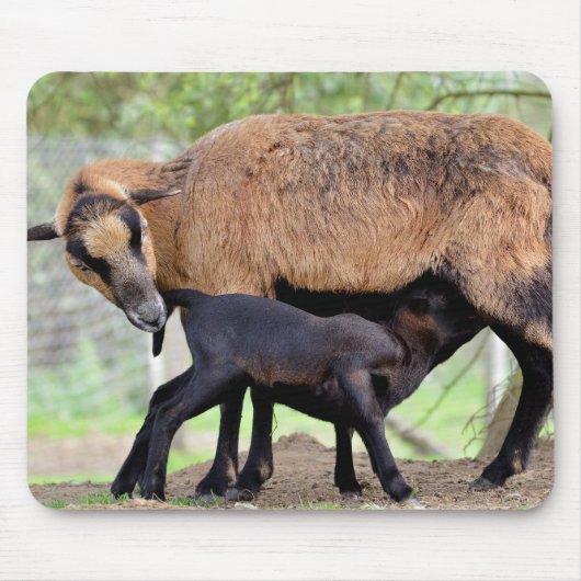 Sheep on Cameroun and lamb suckling Muismat (Voorkant)