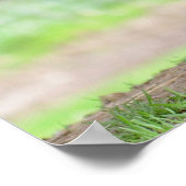 Sheep on Cameroun and lamb suckling Poster (Hoek)