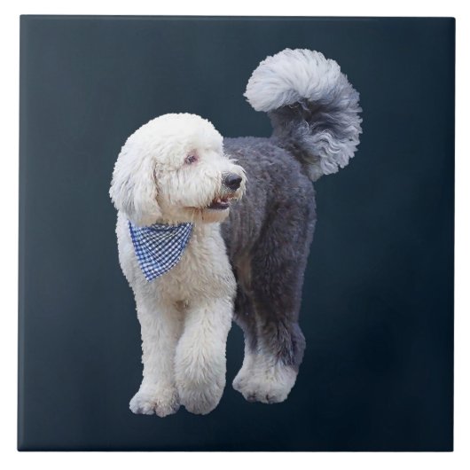 Sheepadoodle avec écharpe à carreaux bleus (Devant)