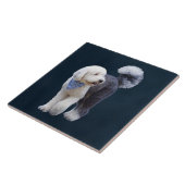 Sheepadoodle avec écharpe à carreaux bleus (Côté)
