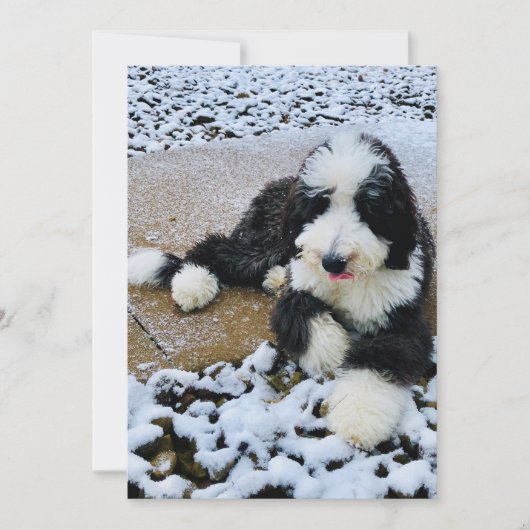 Sheepadoodle Card Feestdagenkaart (Voorkant)