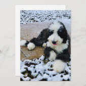 Sheepadoodle Card Feestdagenkaart (Voorkant / Achterkant)