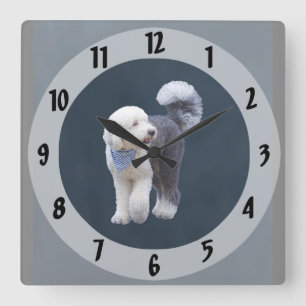 Sheepadoodle Met Blauwe Geruite Sjaal Vierkante Klok