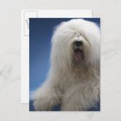 Sheepdog Briefkaart (Voorkant / Achterkant)