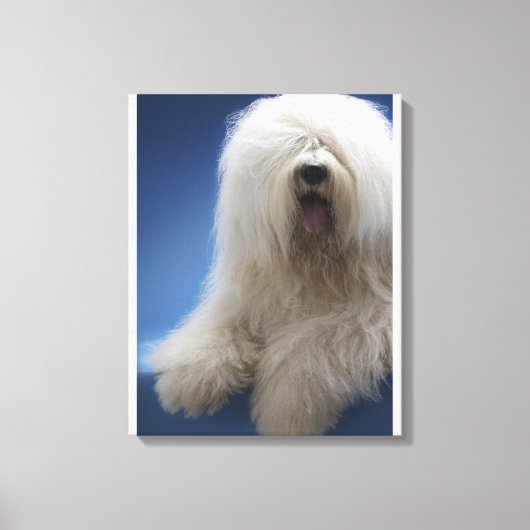 Sheepdog Canvas Afdruk (Voorkant)