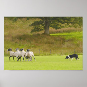 Sheepdog Herding Sheep Poster