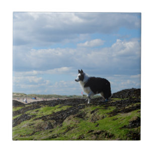 Sheepdog Ready op Rocks Tegeltje