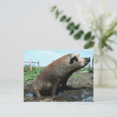 Sheila, mijn dikke varken briefkaart (Staand voorkant)