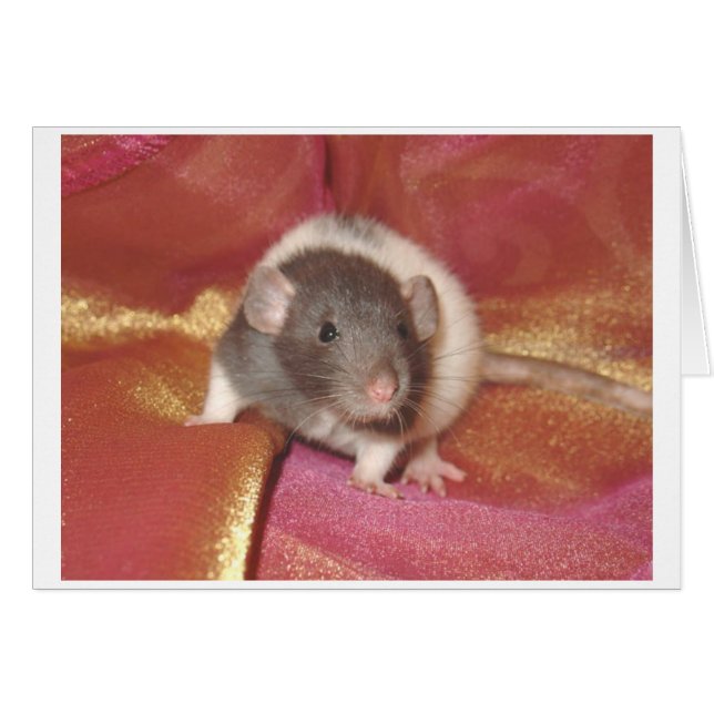 Shelby (Devant horizontal)