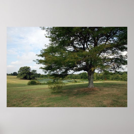 Shelby Poster (Voorkant)