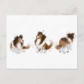 Sheldon op de Sheltie Three Poses Briefkaart (Voorkant)