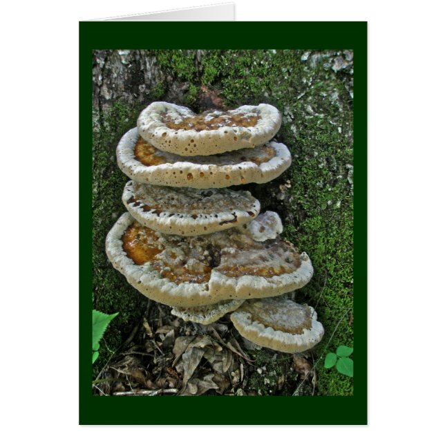 Shelf Fungi op Stump (Voorkant)