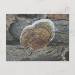 Shelf Fungus #3 Briefkaart