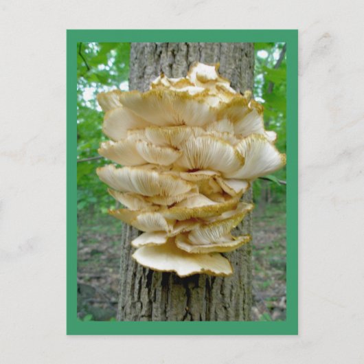 Shelf Fungus op het Briefkaart van de bomen (Voorkant)