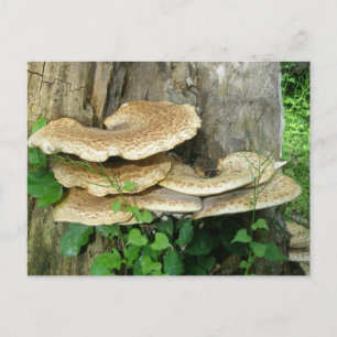 Shelf Fungus op Stump Briefkaart