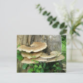 Shelf Fungus sur carte postale Stump (Debout devant)
