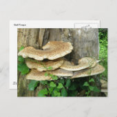 Shelf Fungus sur carte postale Stump (Devant / Derrière)