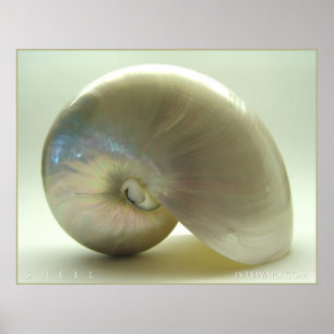 Shell #1 poster