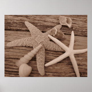 Shell-Collectie Poster