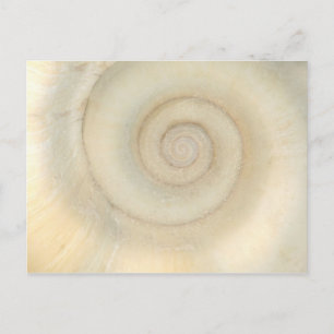 Shell - Conchologie - White Spiral Briefkaart