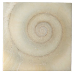 Shell - Conchologie - White Spiral Tegeltje
