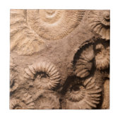 Shell Fossils Tegeltje (Voorkant)