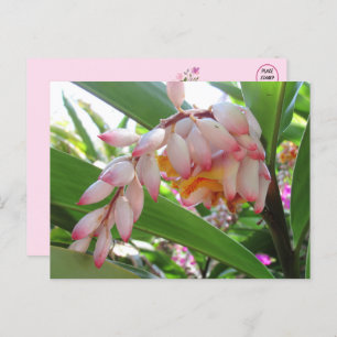 Shell Ginger Flowers Floral Briefkaart