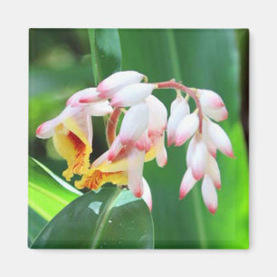 Shell Ginger Photo Square Magnet Magneet