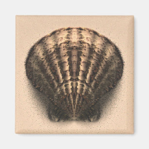 Shell Magnet Magneet