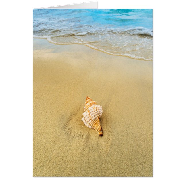 Shell op strand | Jamaica (Voorkant)
