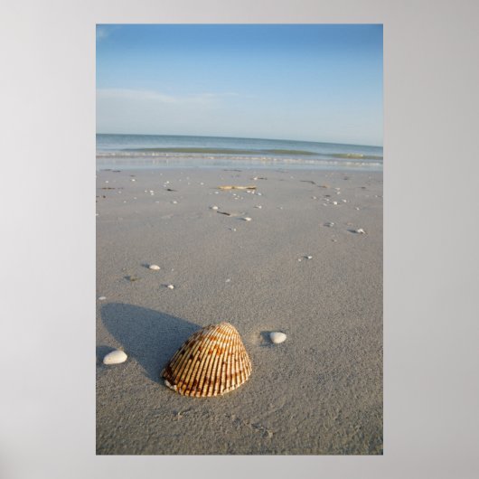 Shell Poster (Voorkant)