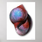 Shell Poster (Voorkant)