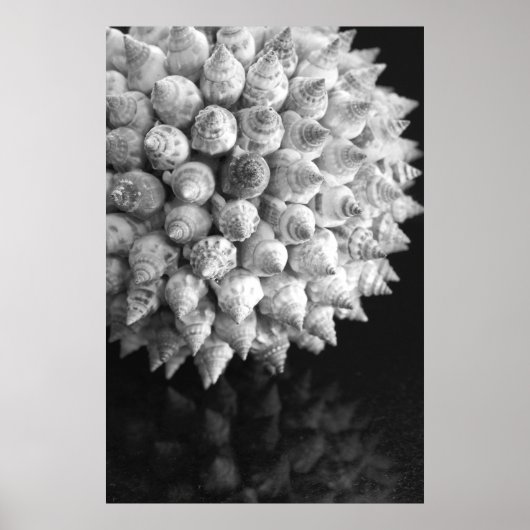 Shell Sphere Poster (Voorkant)