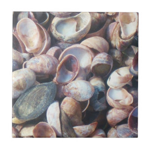 Shell Tile Tegeltje